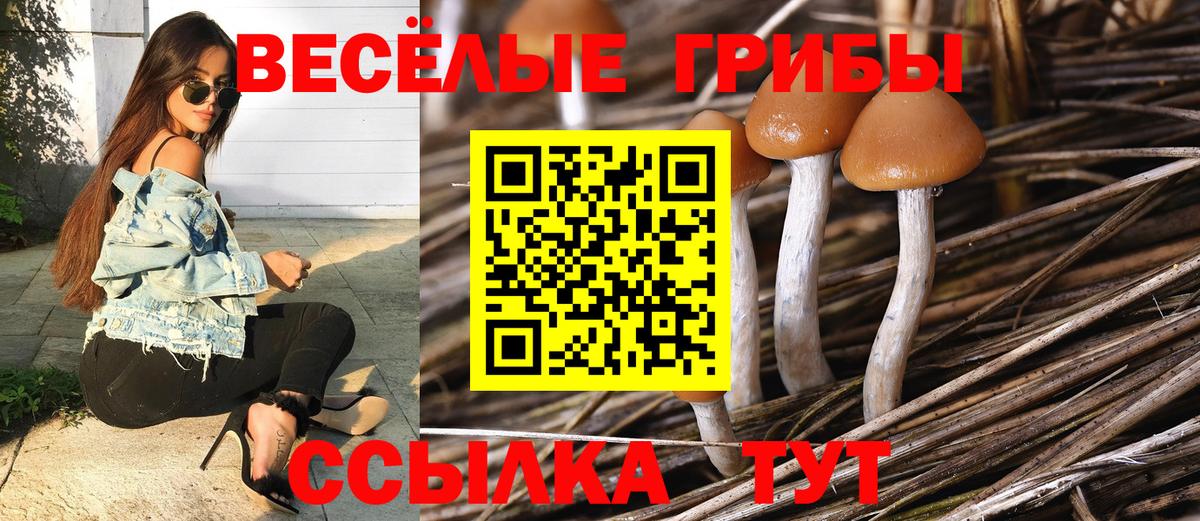 Псилоцибиновые грибы GOLDEN TEACHER  как найти наркотики  Майский  Вход с VPN 